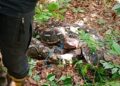 Petugas Damkar Bontomatene Selayar Evakuasi Ular Piton Panjang 7 Meter di Barat Onto
