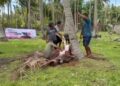 PSI Kepulauan Selayar Tebar Semangat Berbagi Idul Adha, Dua Ekor Sapi Kurban Disalurkan untuk Warga