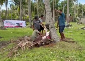 PSI Kepulauan Selayar Tebar Semangat Berbagi Idul Adha, Dua Ekor Sapi Kurban Disalurkan untuk Warga