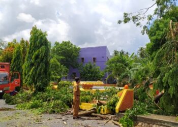 Cegah Bencana Pohon Tumbang, BPBD Lakukan Pemangkasan Di Taman Kota