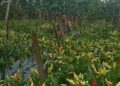 Bhabinkamtibmas di Selayar Sukses Budidaya Tanaman Cabe, Dukung Program Ketahanan Pangan Pemerintah